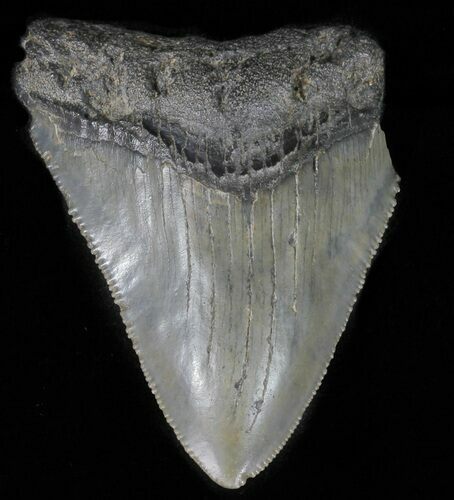 Serrated, Juvenile Megalodon Tooth - Georgia #61618